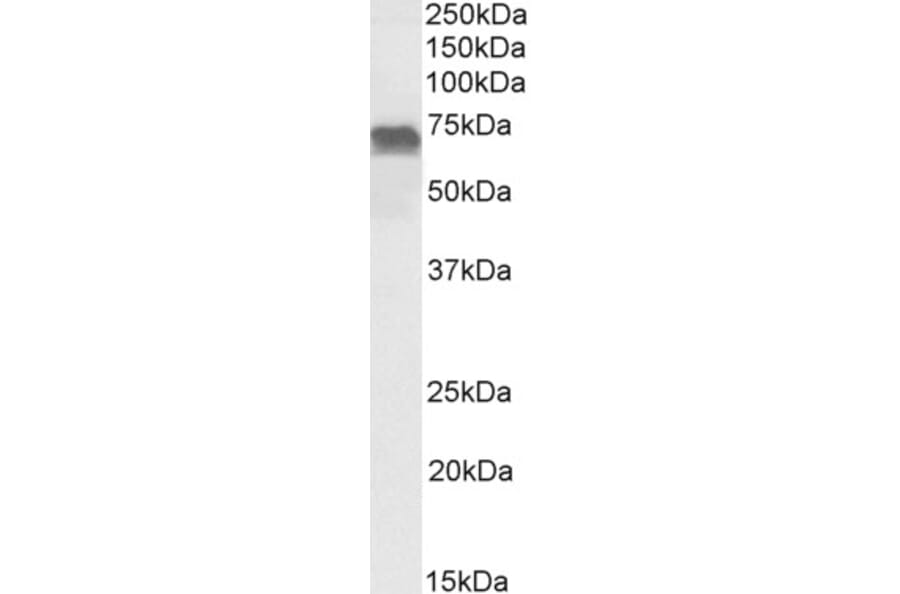 Western Blot - Anti-PRICKLE3 Antibody (A84437) - Antibodies.com