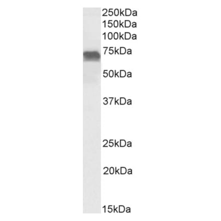 Western Blot - Anti-PRICKLE3 Antibody (A84437) - Antibodies.com