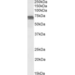 Western Blot - Anti-PRICKLE3 Antibody (A84437) - Antibodies.com