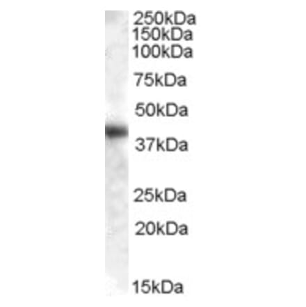 Western Blot - Anti-Aspartate Aminotransferase Antibody (A84438) - Antibodies.com