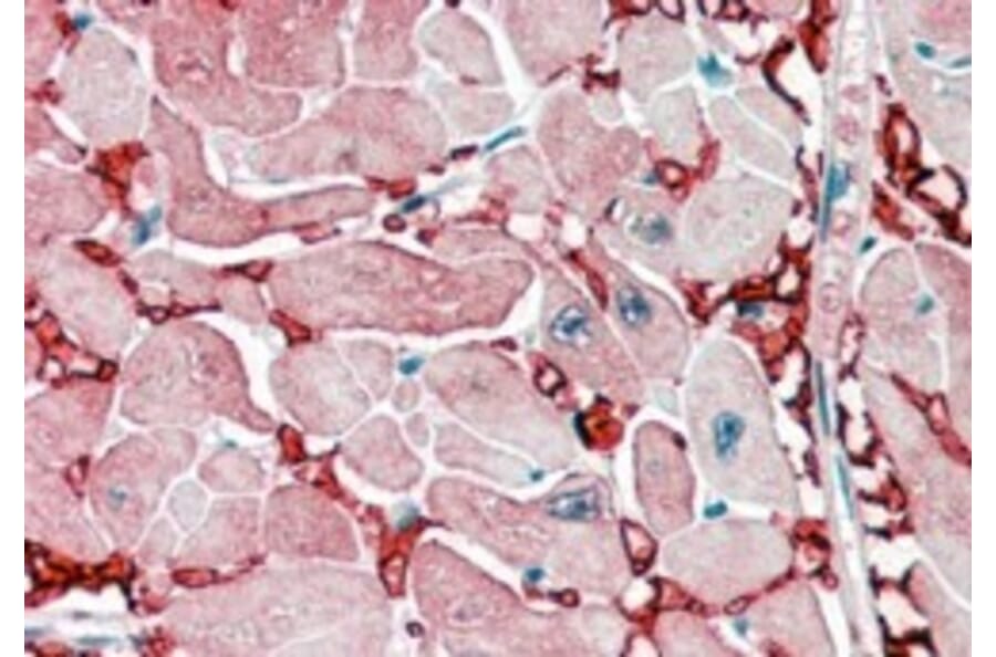 Immunohistochemistry - Anti-Aspartate Aminotransferase Antibody (A84438) - Antibodies.com