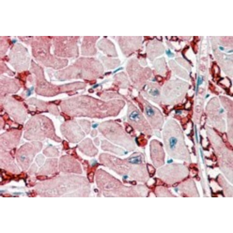Immunohistochemistry - Anti-Aspartate Aminotransferase Antibody (A84438) - Antibodies.com