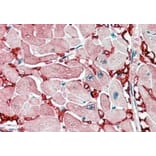 Immunohistochemistry - Anti-Aspartate Aminotransferase Antibody (A84438) - Antibodies.com