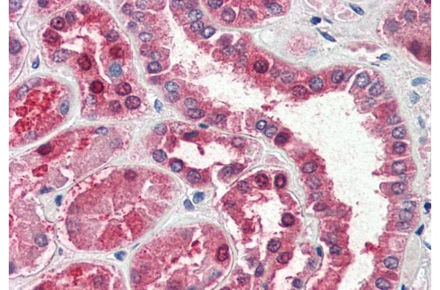 Immunohistochemistry - Anti-Aspartate Aminotransferase Antibody (A84438) - Antibodies.com