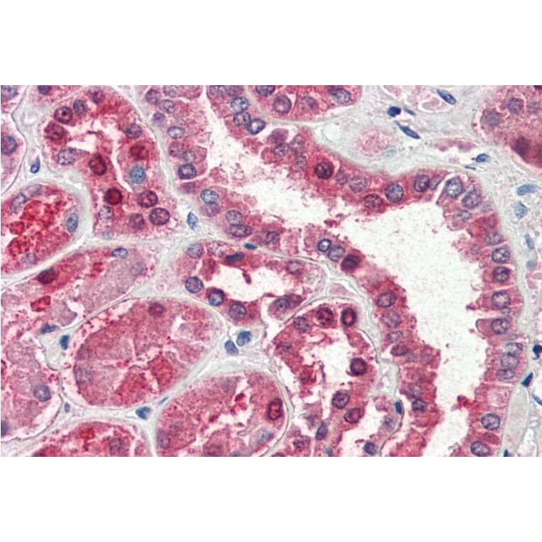 Immunohistochemistry - Anti-Aspartate Aminotransferase Antibody (A84438) - Antibodies.com