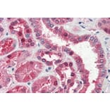Immunohistochemistry - Anti-Aspartate Aminotransferase Antibody (A84438) - Antibodies.com