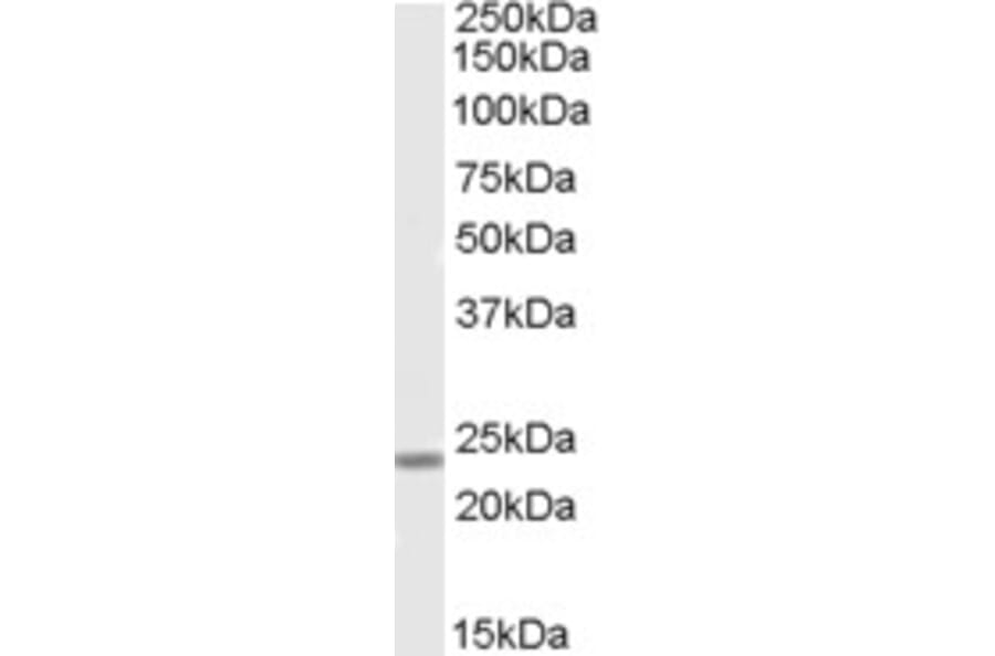 Western Blot - Anti-SOX15 Antibody (A84440) - Antibodies.com