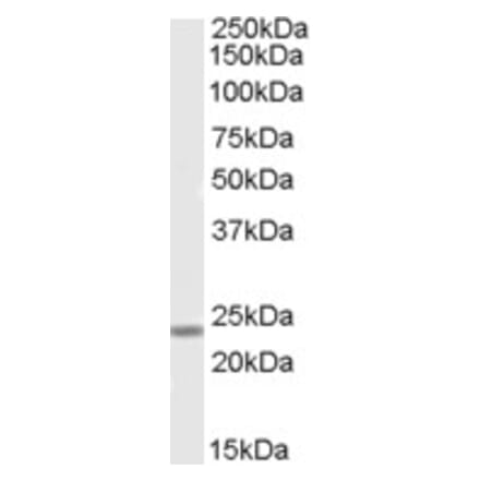 Western Blot - Anti-SOX15 Antibody (A84440) - Antibodies.com