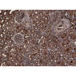 Immunohistochemistry - Anti-TMPRSS2 Antibody (A84441) - Antibodies.com