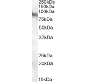 Western Blot - Anti-Neuroligin 3 Antibody (A84443) - Antibodies.com