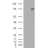 Western Blot - Anti-Neuroligin 3 Antibody (A84443) - Antibodies.com