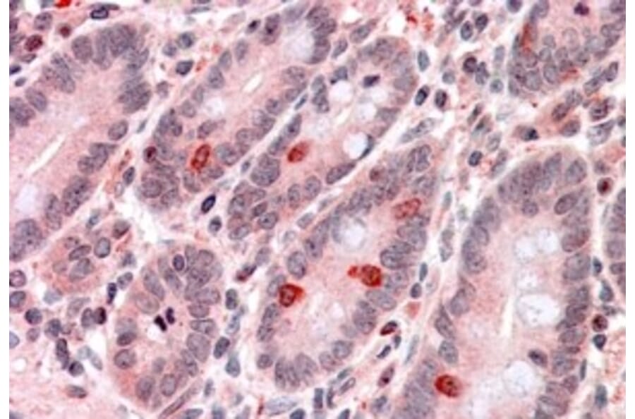 Immunohistochemistry - Anti-GNAT3 Antibody (A84445) - Antibodies.com