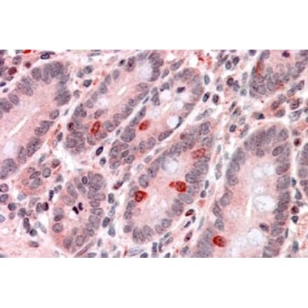 Immunohistochemistry - Anti-GNAT3 Antibody (A84445) - Antibodies.com