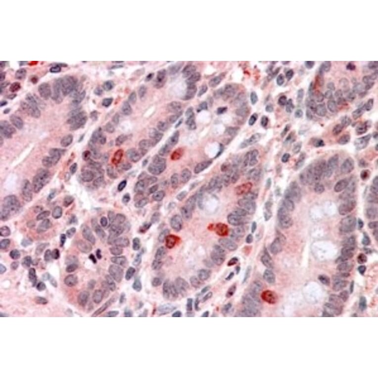 Immunohistochemistry - Anti-GNAT3 Antibody (A84445) - Antibodies.com