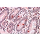 Immunohistochemistry - Anti-GNAT3 Antibody (A84445) - Antibodies.com