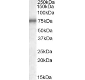 Western Blot - Anti-MEPCE Antibody (A84447) - Antibodies.com