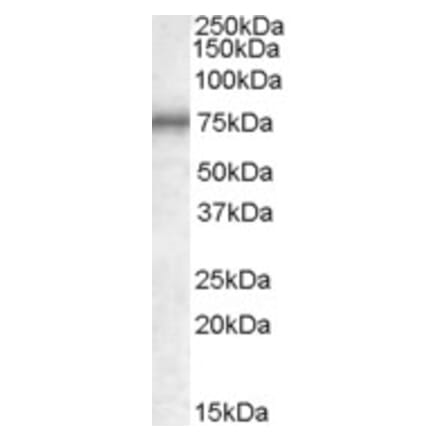Western Blot - Anti-MEPCE Antibody (A84447) - Antibodies.com