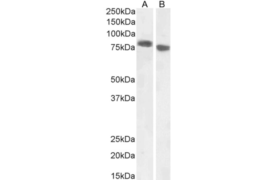 Western Blot - Anti-EBPL41L5 Antibody (A84448) - Antibodies.com