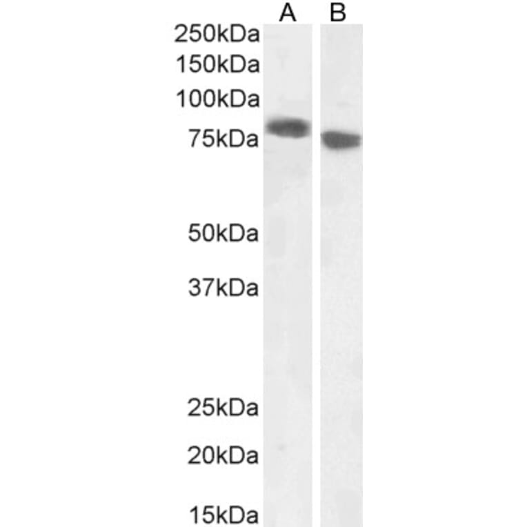 Western Blot - Anti-EBPL41L5 Antibody (A84448) - Antibodies.com