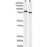 Western Blot - Anti-EBPL41L5 Antibody (A84448) - Antibodies.com