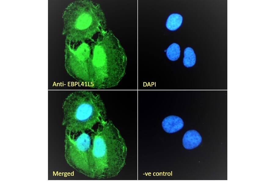 Immunofluorescence - Anti-EBPL41L5 Antibody (A84448) - Antibodies.com