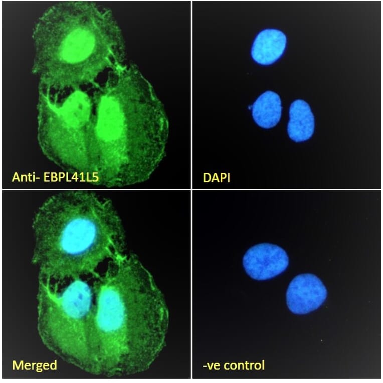Immunofluorescence - Anti-EBPL41L5 Antibody (A84448) - Antibodies.com