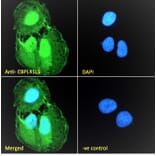 Immunofluorescence - Anti-EBPL41L5 Antibody (A84448) - Antibodies.com