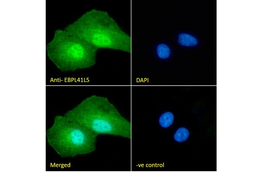 Immunofluorescence - Anti-EBPL41L5 Antibody (A84448) - Antibodies.com