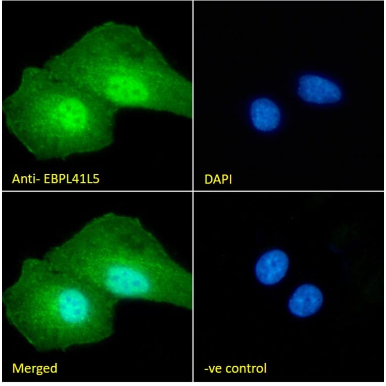 Immunofluorescence - Anti-EBPL41L5 Antibody (A84448) - Antibodies.com
