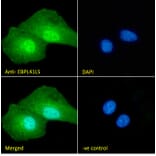 Immunofluorescence - Anti-EBPL41L5 Antibody (A84448) - Antibodies.com