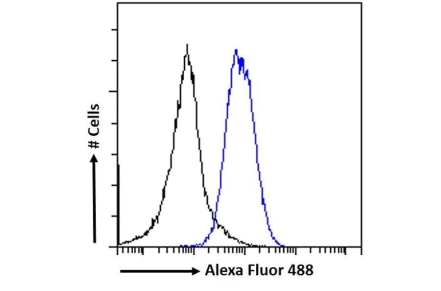 Flow Cytometry - Anti-EBPL41L5 Antibody (A84448) - Antibodies.com