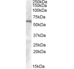 Western Blot - Anti-GCNT3 Antibody (A84449) - Antibodies.com