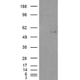 Western Blot - Anti-GCNT3 Antibody (A84450) - Antibodies.com