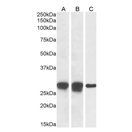 Western Blot - Anti-APOBEC3A Antibody (A84453) - Antibodies.com