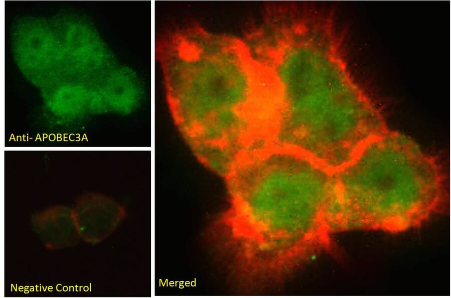 Immunofluorescence - Anti-APOBEC3A Antibody (A84453) - Antibodies.com
