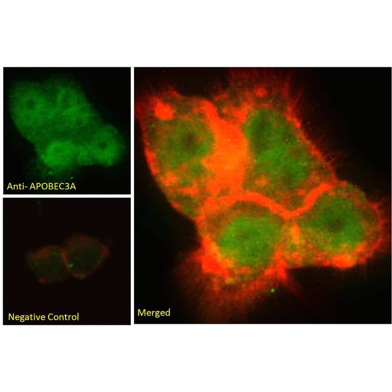 Immunofluorescence - Anti-APOBEC3A Antibody (A84453) - Antibodies.com