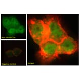 Immunofluorescence - Anti-APOBEC3A Antibody (A84453) - Antibodies.com