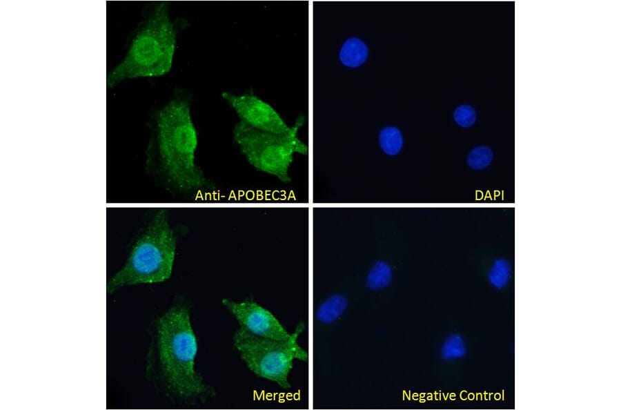 Immunofluorescence - Anti-APOBEC3A Antibody (A84453) - Antibodies.com