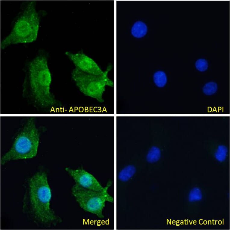 Immunofluorescence - Anti-APOBEC3A Antibody (A84453) - Antibodies.com