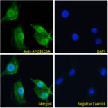 Immunofluorescence - Anti-APOBEC3A Antibody (A84453) - Antibodies.com