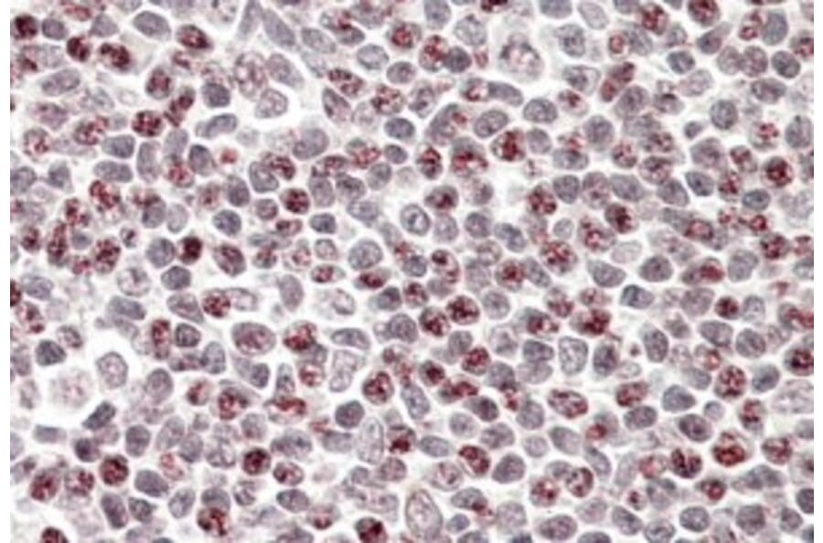 Immunohistochemistry - Anti-APOBEC3A Antibody (A84453) - Antibodies.com