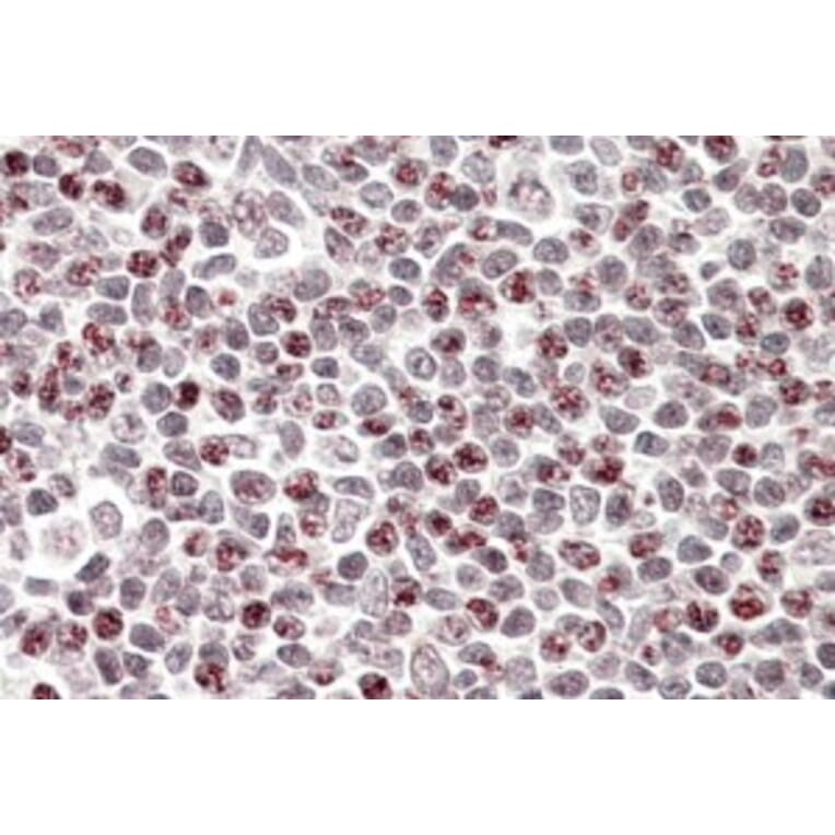 Immunohistochemistry - Anti-APOBEC3A Antibody (A84453) - Antibodies.com