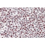 Immunohistochemistry - Anti-APOBEC3A Antibody (A84453) - Antibodies.com