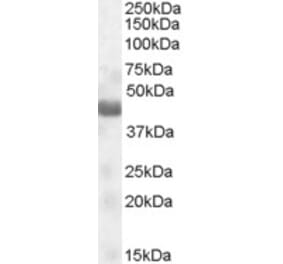 Western Blot - Anti-NPRL2 Antibody (A84454) - Antibodies.com
