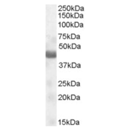 Western Blot - Anti-NPRL2 Antibody (A84454) - Antibodies.com