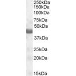 Western Blot - Anti-NPRL2 Antibody (A84454) - Antibodies.com