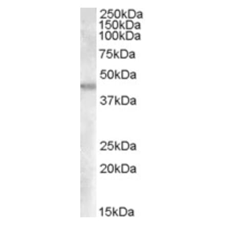 Western Blot - Anti-FABP-1 Antibody (A84459) - Antibodies.com