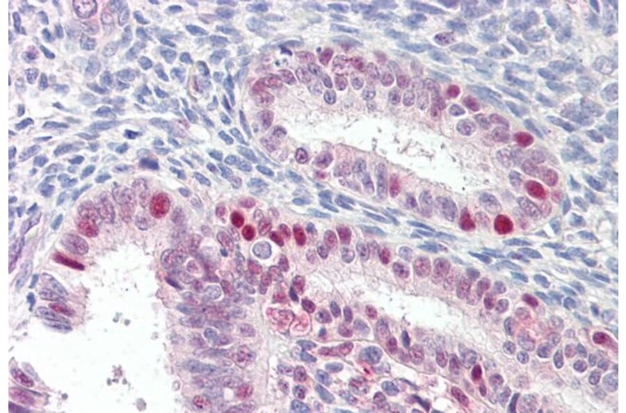 Immunohistochemistry - Anti-MARCH7 Antibody (A84460) - Antibodies.com
