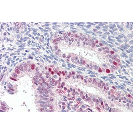 Immunohistochemistry - Anti-MARCH7 Antibody (A84460) - Antibodies.com