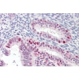 Immunohistochemistry - Anti-MARCH7 Antibody (A84460) - Antibodies.com